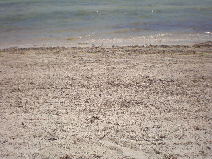 20090318 floride 077.jpg